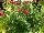 Cultivaris: Salvia  'Berkeley Barb' 