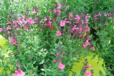 Salvia  'Syracuse'