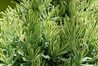 Lavandula  'Platinum Blonde™'