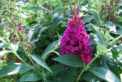 Buddleia Buzz™ 'Hot Raspberry'