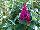 Cultivaris: Buddleia  'Hot Raspberry' 