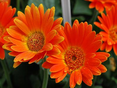 Cultivaris: Drakensberg-Daisy Gerbera Electric-Orange 