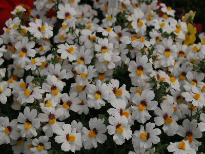 Nemesia Babycakes 'Little-Coconut'