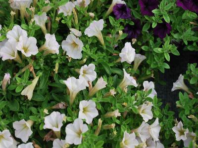 Petunia Microtunia 'Pastel-Pink'