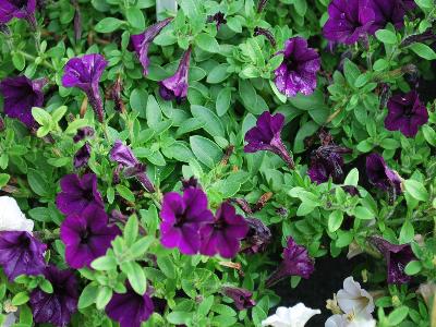 Petunia Microtunia 'Violet-Blue'