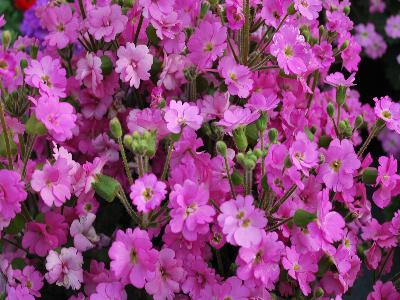 Ooh-La-La! Primula Pastel-Pink 