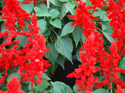 Saucy Salvia Red 