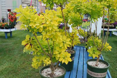 Cotinus  'Golden Spirit'