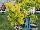 PlantHaven Inc.: Cotinus  'Golden Spirit' 