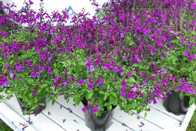 VIBE® Salvia Ignition Purple 