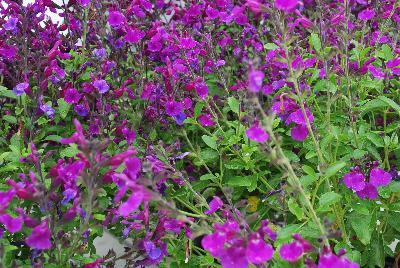 Salvia VIBE® 'Ignition Purple'