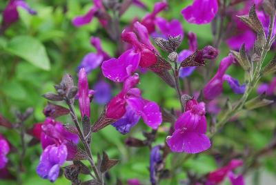 Salvia VIBE® 'Ignition Purple'