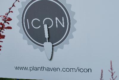 Seen @ Spring Trials 2016.: As seen @ PlantHaven Spring Trials 2016.  Shrubs in the Icon program.  Planthaven.com/icon