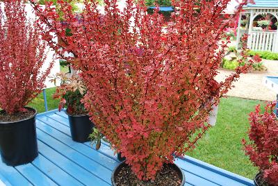 Berberis  'Orange Rocket'