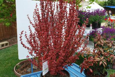 Berberis  'Orange Rocket'