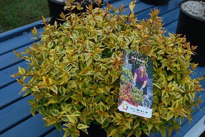 Abelia  'Kaleidoscope'