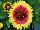 PlantHaven Inc.: Gaillardia  'Snappy' 