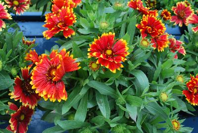 Gaillardia Sunset 'Cutie'