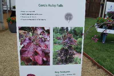   Cercis  Ruby Falls: New for 2016 as seen @ PlantHaven Spring Trials 2016: Cercis 'Ruby Falls' offers a unique, weeping habit, bred for great garden performance.  Attractive purple flowers and an elegant weeping habit 6 x 4 feet at maturity.  Approximate finish 24: mos. (5-gal) to 36  mos (15 gal).  Zone 5b (-15F)