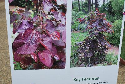   Cercis  Ruby Falls: New for 2016 as seen @ PlantHaven Spring Trials 2016: Cercis 'Ruby Falls' offers a unique, weeping habit, bred for great garden performance.  Attractive purple flowers and an elegant weeping habit 6 x 4 feet at maturity.  Approximate finish 24: mos. (5-gal) to 36  mos (15 gal).  Zone 5b (-15F)