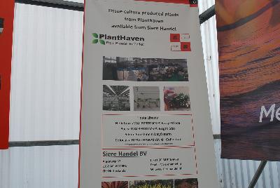 Seen @ Spring Trials 2016.: As seen @ PlantHaven Spring Trials 2016.  Tissue-culture-produced plants from PlantHaven available from Siere Handel including Hosta 'Liberty', WALBERTON'S® Helleborus 'Ivory Prince', WALBERTON'S®  Yucca 'Bright Star', Silene 'Sunshin n Daydream' and ROYAL HAWAIIAN® Colocasia Collection.  www.sierehandel.nl