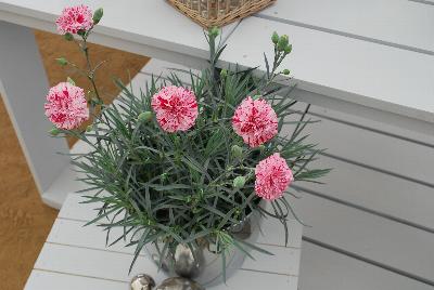 Dianthus  'Pinball Wizard'