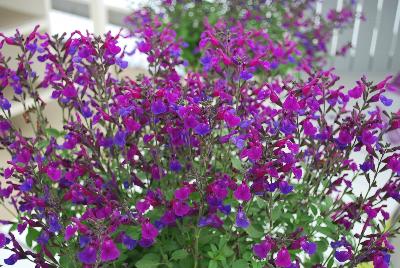Salvia VIBE® 'Ignition Purple'