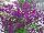 PlantHaven Inc.: Salvia  'Ignition Purple' 