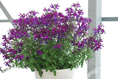 Salvia VIBE® 'Ignition Purple'