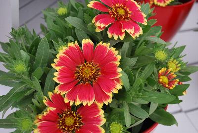 Gaillardia Sunset 'Snappy'