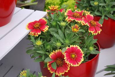 Gaillardia Sunset 'Snappy'