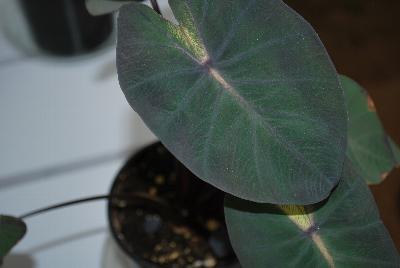 ROYAL HAWAIIAN® Colocasia Tropical Storm 