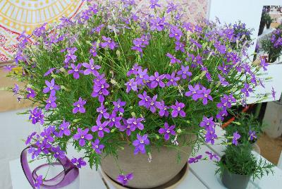 Isotoma FIZZ N POP™ 'Glowing Violet'