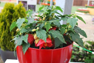 PATIO LANTERN™ Abutilon Passion 