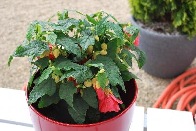 PATIO LANTERN™ Abutilon Passion 