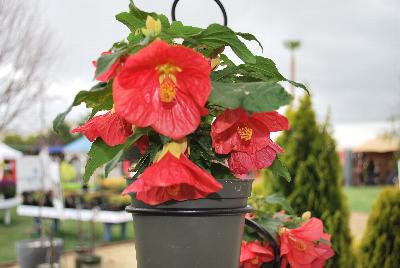 Abutilon PATIO LANTERN™ 'Passion'