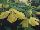 PlantHaven Inc.: Abutilon  'Yellow' 