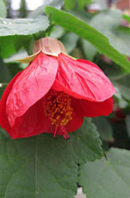 Abutilon Red