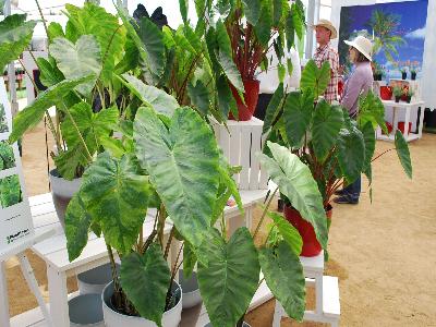 Royal Hawaiian Colocasia Morning Dew 