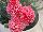 PlantHaven Inc.: Dianthus  'Pink Fizz' 