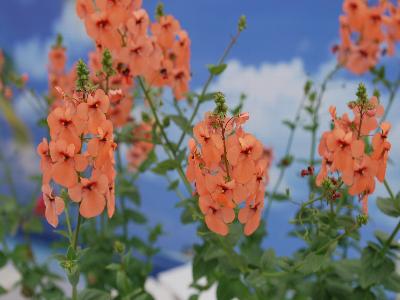 Aurora Diascia Apricot 