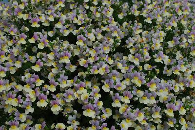 Nemesia French Connection™ 'Easter Bonnet'