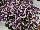 PlantHaven Inc.: Diascia  'Little Dragons™' 