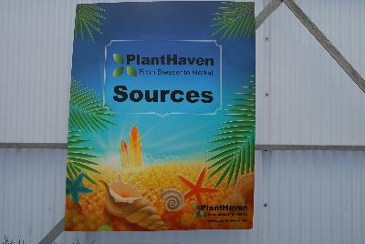Catalog: As seen from PlantHaven @ GroLink Spring Trials 2015.  Sources Catalog.