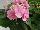 PlantHaven Inc.: Hydrangea  'Pink' 