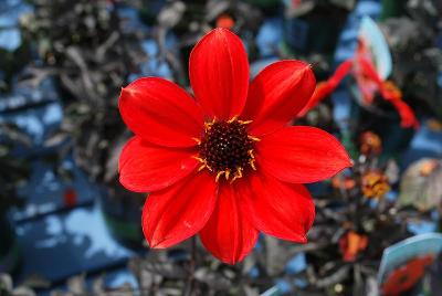 Mystic Dahlia 'Enchantment'