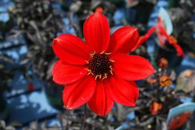 Dahlia Mystic 'Enchantment'