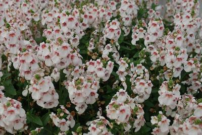 Diascia Aurora 'White'