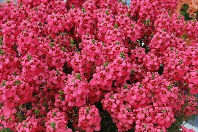 Aurora Diascia Dark Pink 