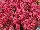 PlantHaven Inc.: Diascia  'Dark Pink' 